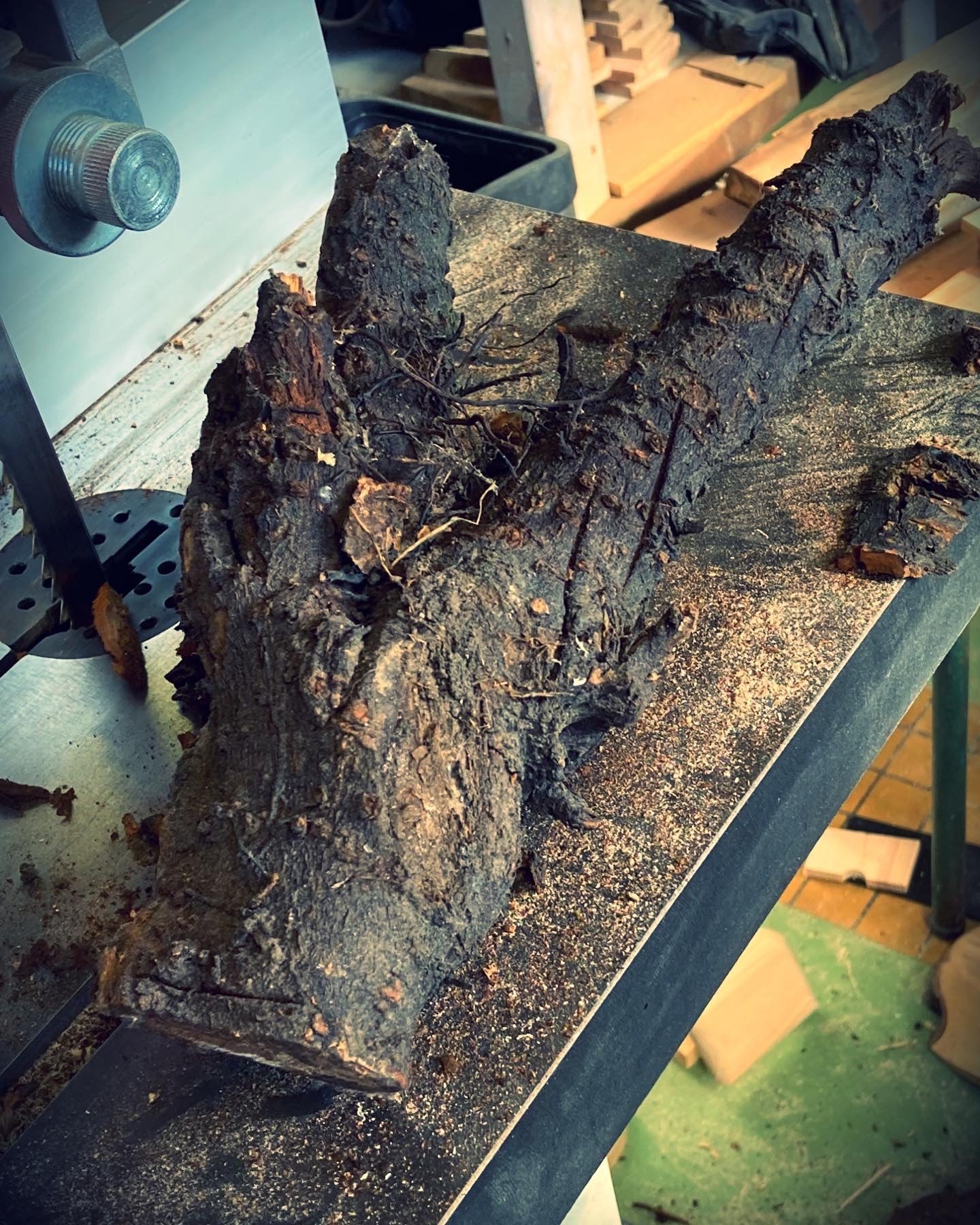 racine de pommier avant usinage te formatage pour une petite boîte à bijoux en frêne olivier et en houx